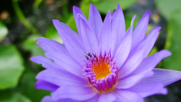O floare de lotus violet şi albine. Un lotus violet este unul dintre cele mai frumoase tipuri de flori . — Videoclip de stoc