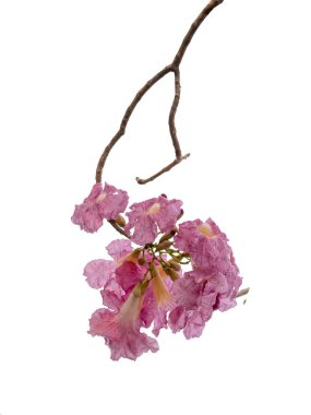Beyaz arka plan üzerinde izole pembe çiçek ve ağaç dalı