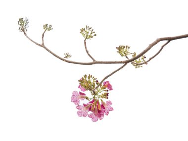 Beyaz arka plan üzerinde izole pembe çiçek ve ağaç dalı