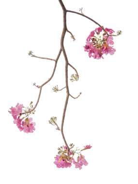 Beyaz arka plan üzerinde izole pembe çiçek ve ağaç dalı