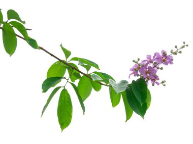 Beyaz arka plan üzerinde izole pembe çiçek ve ağaç dalı