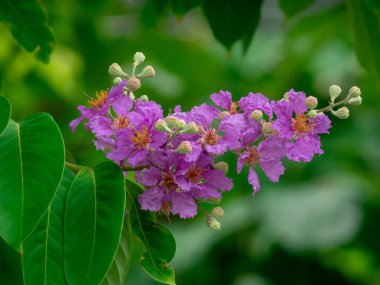 Beyaz arka plan üzerinde izole pembe çiçek ve ağaç dalı