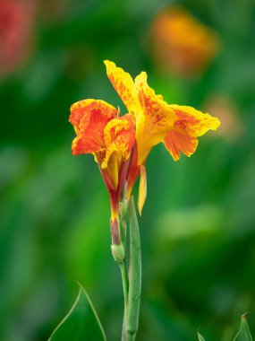 Sarı kırmızı çiçek ve ağaç dal doğa arka plan üzerinde