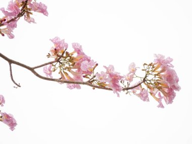 Beyaz arka plan üzerinde izole pembe çiçek ve ağaç dalı