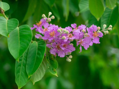 Pembe çiçek ve ağaç dalı