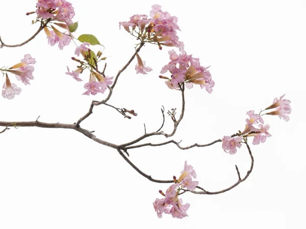Flor rosa e galho de árvore isolado no fundo branco — Fotografia de Stock