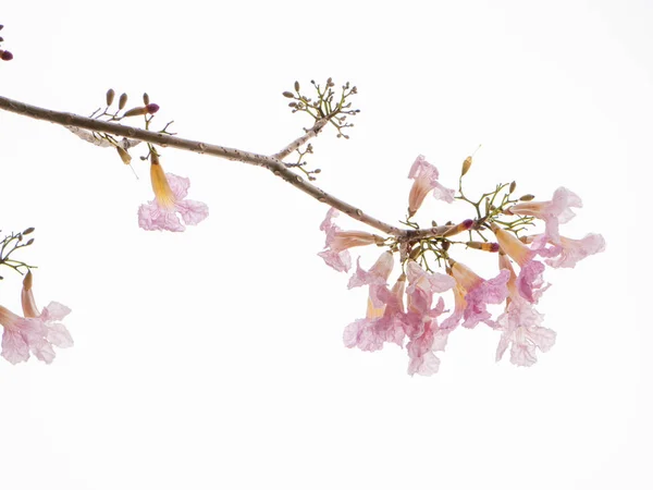 Flor rosa e galho de árvore isolado no fundo branco — Fotografia de Stock