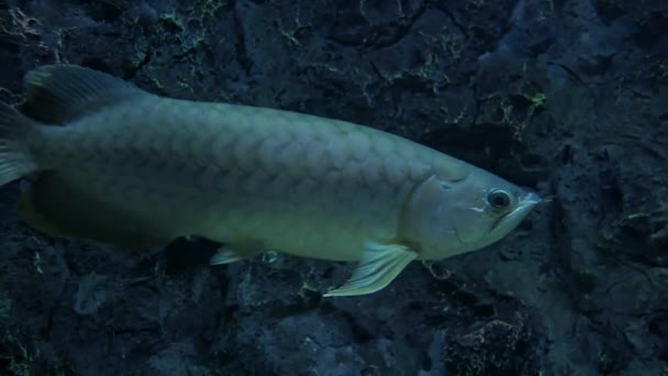 水族館の美しい魚 魚の水槽の魚 — ストック動画