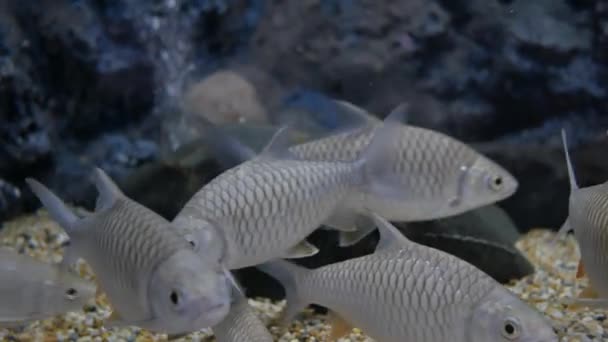 Hermosos Peces Acuario Pez Una Pecera — Vídeos de Stock