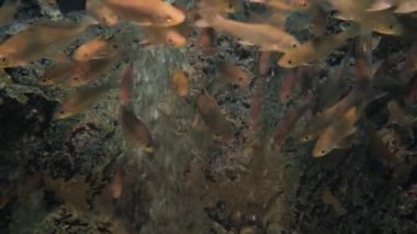 Güzel balık içinde belgili tanımlık akvaryum. Fish tank bir balık.