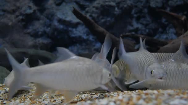 Beautiful Fish Aquarium Fish Fish Tank — Stock Video