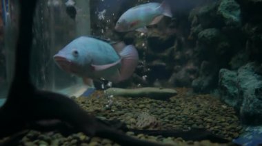 Güzel balık içinde belgili tanımlık akvaryum. Fish tank bir balık.