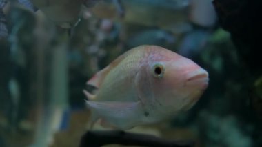 Güzel balık içinde belgili tanımlık akvaryum. Fish tank bir balık.