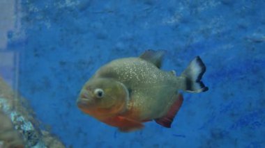 Güzel balık içinde belgili tanımlık akvaryum. Fish tank bir balık.