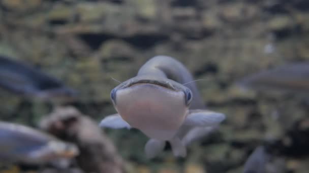 Hermosos Peces Acuario Pez Una Pecera — Vídeos de Stock