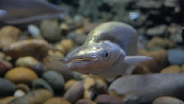 Mooie Vissen Het Aquarium Een Vis Het Aquarium — Stockvideo