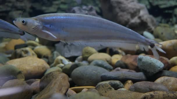 Красива Риба Акваріумі Риба Акваріумі — стокове відео