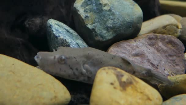 수족관에서 물고기입니다 어항에 물고기 — 비디오