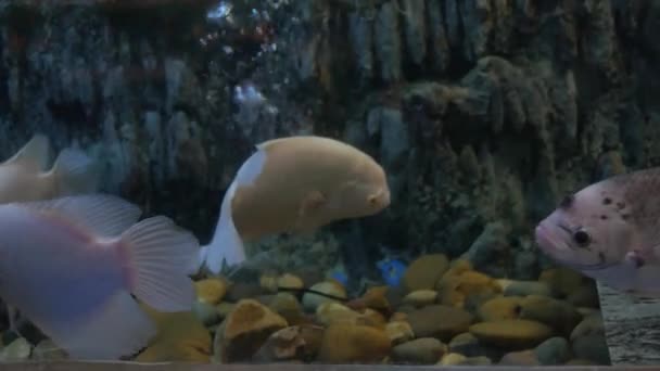 Bellissimi Pesci Acquario Pesce Acquario — Video Stock