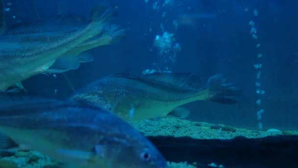 Όμορφο Ψάρι Μέσα Στο Ενυδρείο Ένα Ψάρι Δεξαμενή Ψαριών — Αρχείο Βίντεο