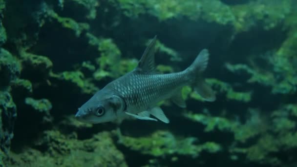 水族館の美しい魚 魚の水槽の魚 — ストック動画
