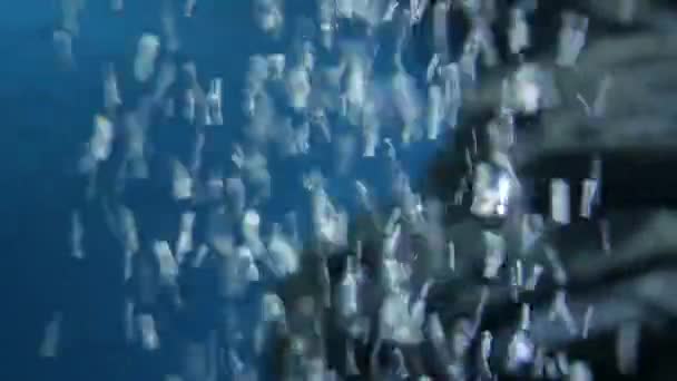 아름다운 수족관 물고기탄에 — 비디오