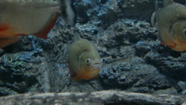 Bellissimi Pesci Acquario Pesce Acquario — Video Stock