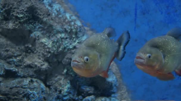Красива Риба Акваріумі Риба Акваріумі — стокове відео