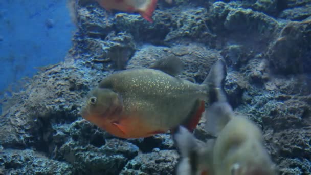 水族馆里的鱼很美鱼缸里的鱼 — 图库视频影像