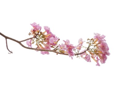 Beyaz arka plan üzerinde izole pembe çiçek ve ağaç dalı