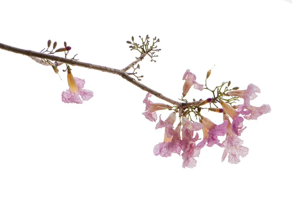 Flor rosa y rama de árbol aislada sobre fondo blanco — Foto de Stock