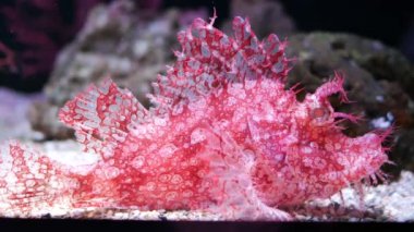 Güzel balık içinde belgili tanımlık akvaryum. Fish tank bir balık.