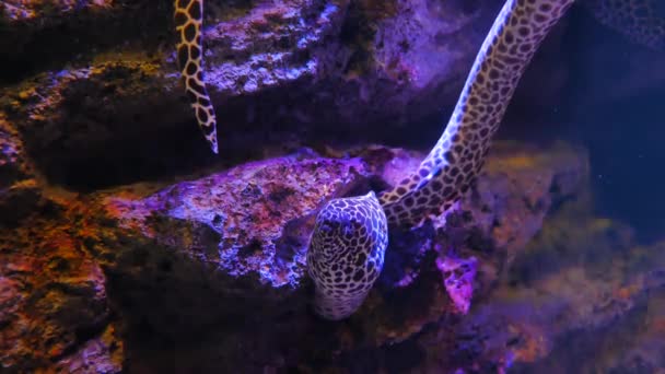 水槽の海ウナギ 水族館の装飾 水槽の中のモレーウナギ — ストック動画