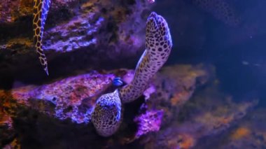 Akvaryumda deniz yılanbalıkları, akvaryum dekorasyonu. Akvaryumdaki Moray Yılanbalığı.