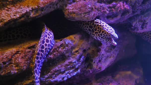 Anguille Marine Acquario Decorazione Dell Acquario Moray Anguilla Acquario — Video Stock