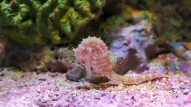 Deniz atı akvaryumda. Bu denizatı Endonezya, Filipinler ve Malezya etrafında sıcak denizlerde yaşıyor. Bunlar genellikle sarı ve alışılmadık bir siyah ve beyaz çizgili burun var..