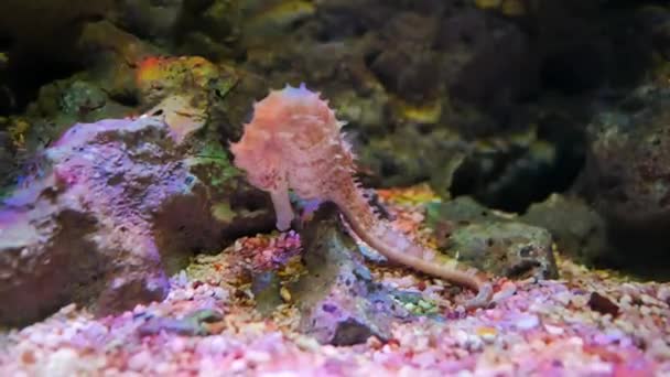 水族馆里的海马 这些海马生活在印度尼西亚 菲律宾和马来西亚周围温暖的海洋中 它们通常是黄色的 有一个不寻常的黑白条纹鼻子 — 图库视频影像