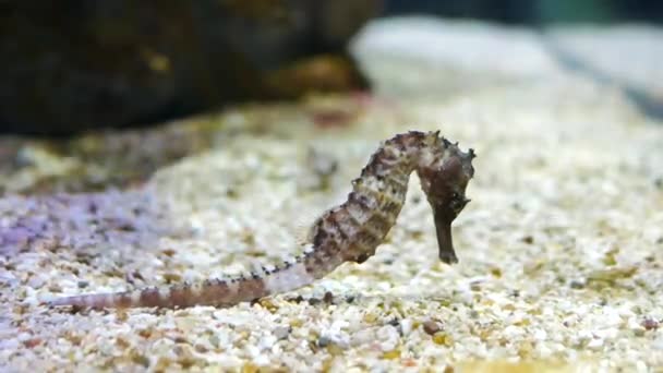 Seepferdchen Aquarium Diese Seepferdchen Leben Den Warmen Meeren Indonesien Philippinen — Stockvideo