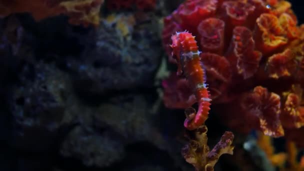 Sea Horse Akvárium Ezek Csikóhalak Meleg Tengerek Ezen Környéken Indonézia — Stock videók