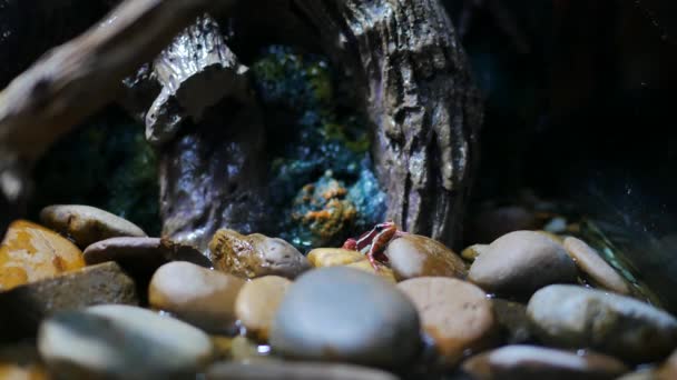 绿色的Paddy Frog绿青蛙被埋在沙子里 — 图库视频影像