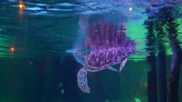 Θαλάσσιες Χελώνες Που Κολυμπούν Πράσινη Χελώνα Κολυμπάει Στη Δεξαμενή Νερού — Αρχείο Βίντεο