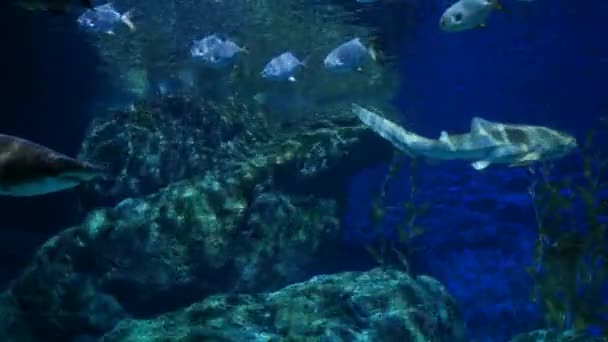 Schöne Fische Aquarium Ein Fisch Fischbecken — Stockvideo