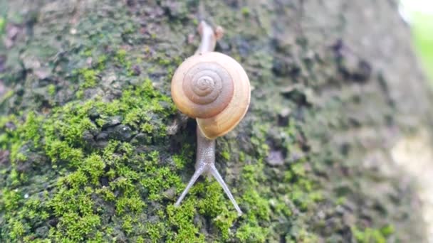 Slakken Lopen Bomen Die Vol Mos Zijn — Stockvideo