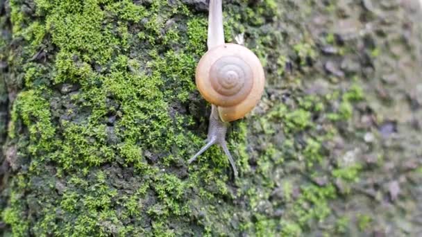 Caracóis Caminham Sobre Árvores Cheias Musgo — Vídeo de Stock