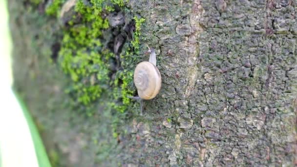 Los Caracoles Caminan Sobre Árboles Llenos Musgo — Vídeo de stock