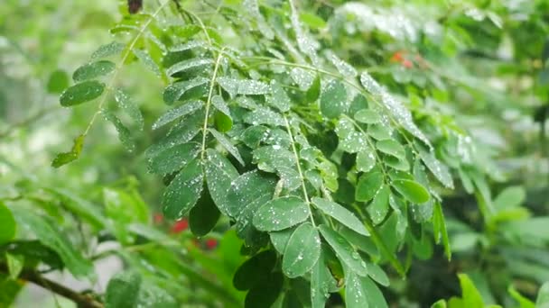 Goccia Acqua Sulla Foglia Dell Albero — Video Stock