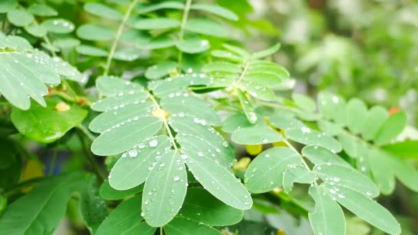 Goccia Acqua Sulla Foglia Dell Albero — Video Stock