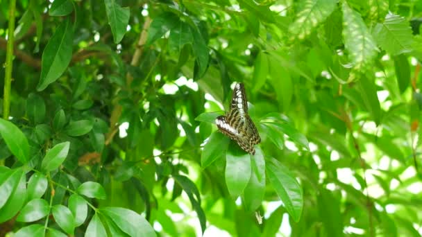 木の葉緑の自然の背景上の蝶 — ストック動画