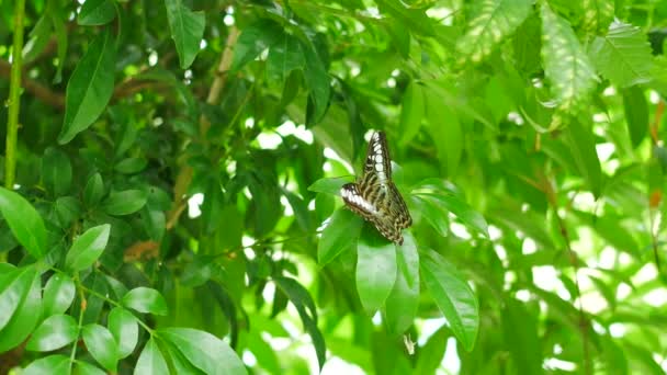 Mariposa Sobre Hoja Árbol Verde Naturaleza Fondo — Vídeo de stock