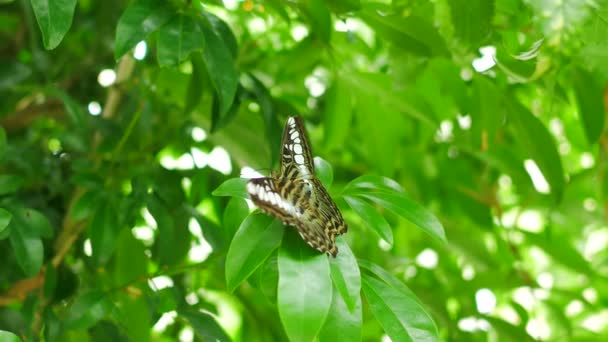 Mariposa Sobre Hoja Árbol Verde Naturaleza Fondo — Vídeos de Stock